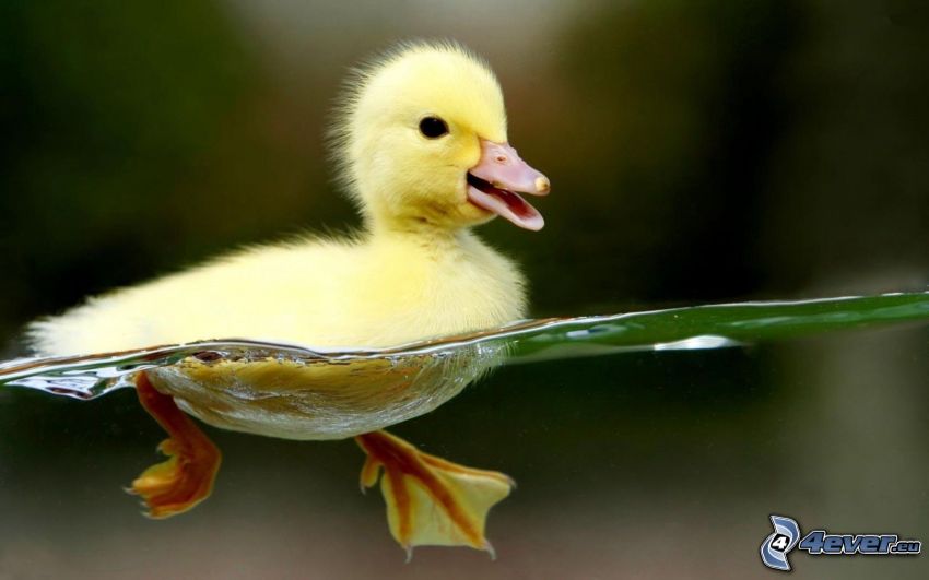 little duckling, water
