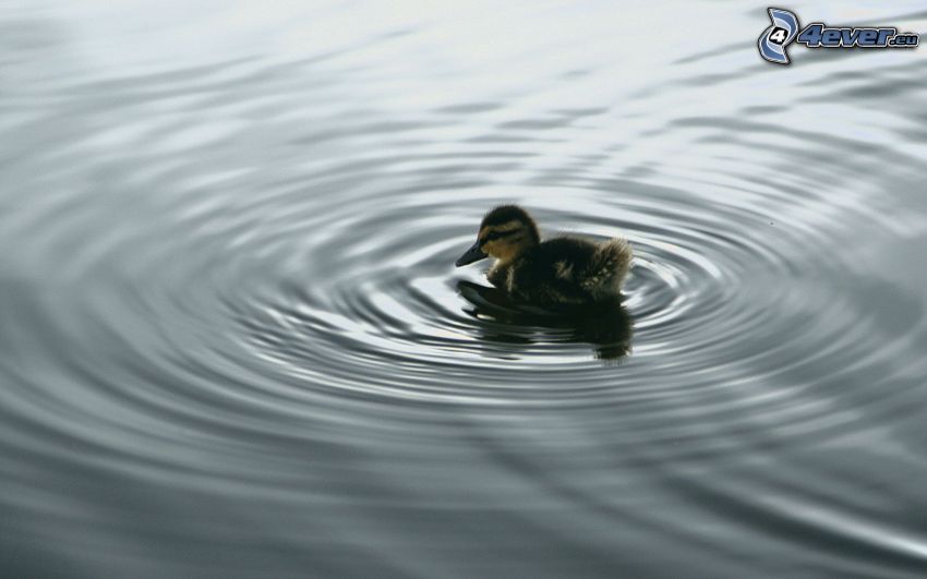 little duckling, water