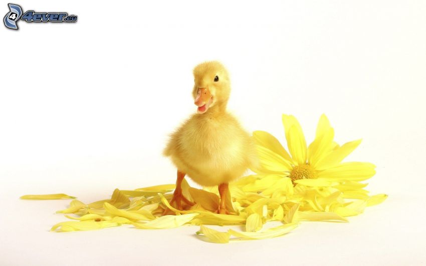 little duckling, yellow flower, petals
