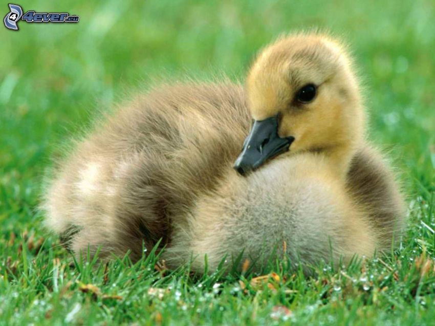 little duckling