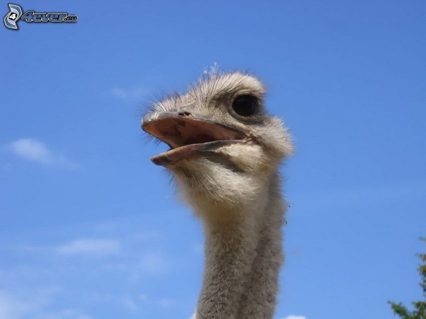 ostrich, blue sky