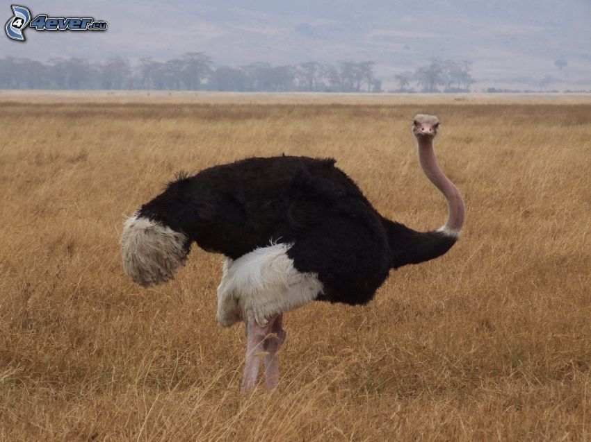 ostrich, dry grass