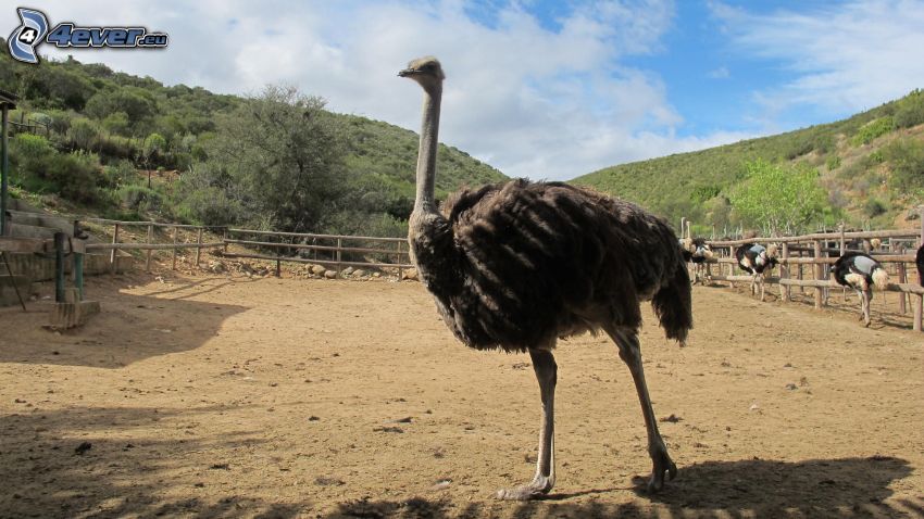 ostrich, fence