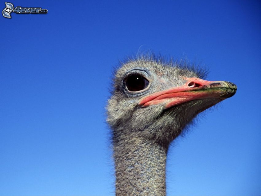 ostrich, head, blue sky