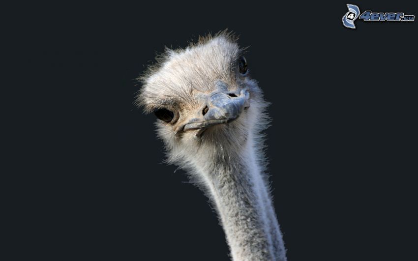 ostrich, head