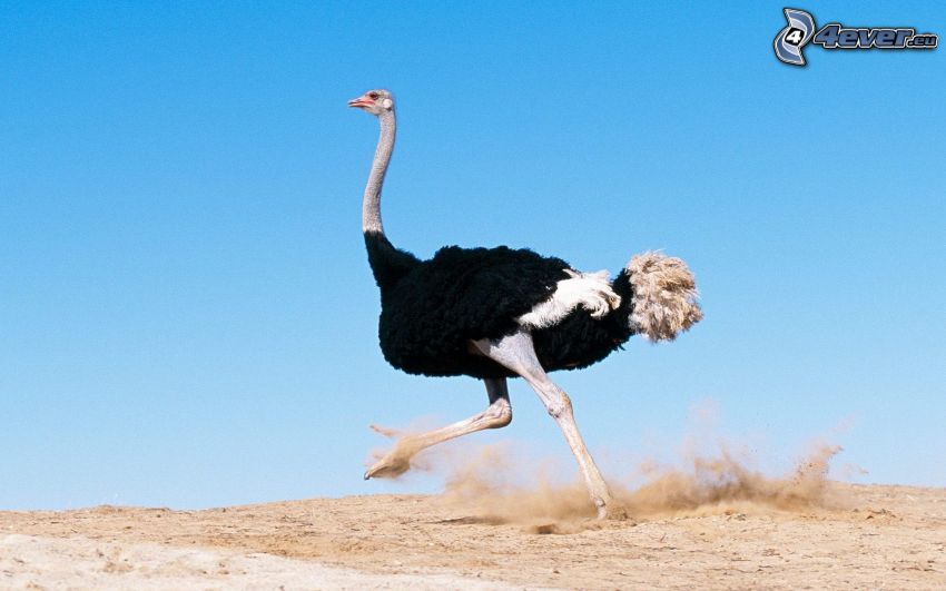 ostrich, running, dust