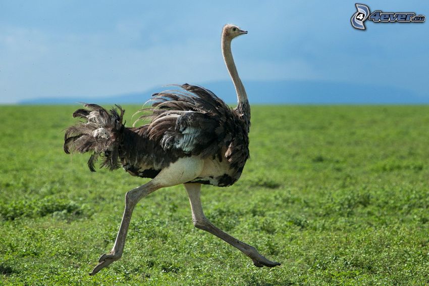 ostrich, running