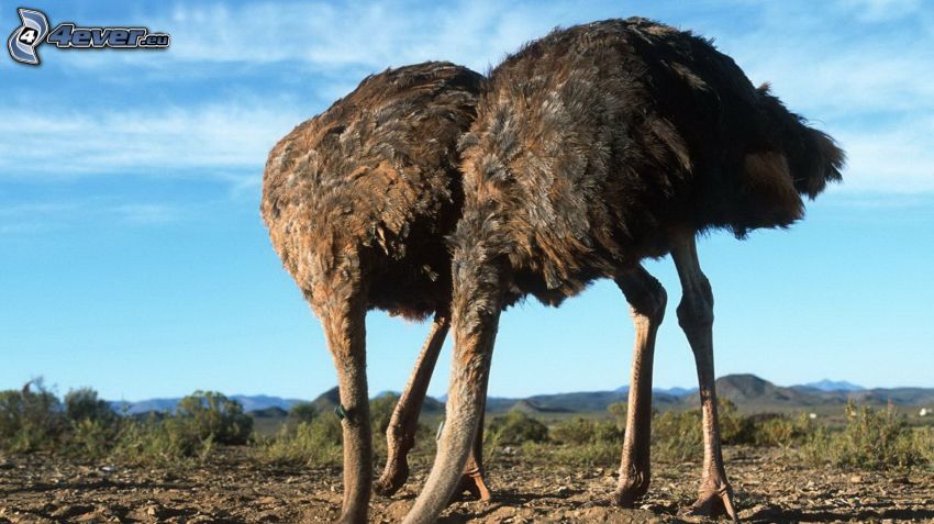 ostriches