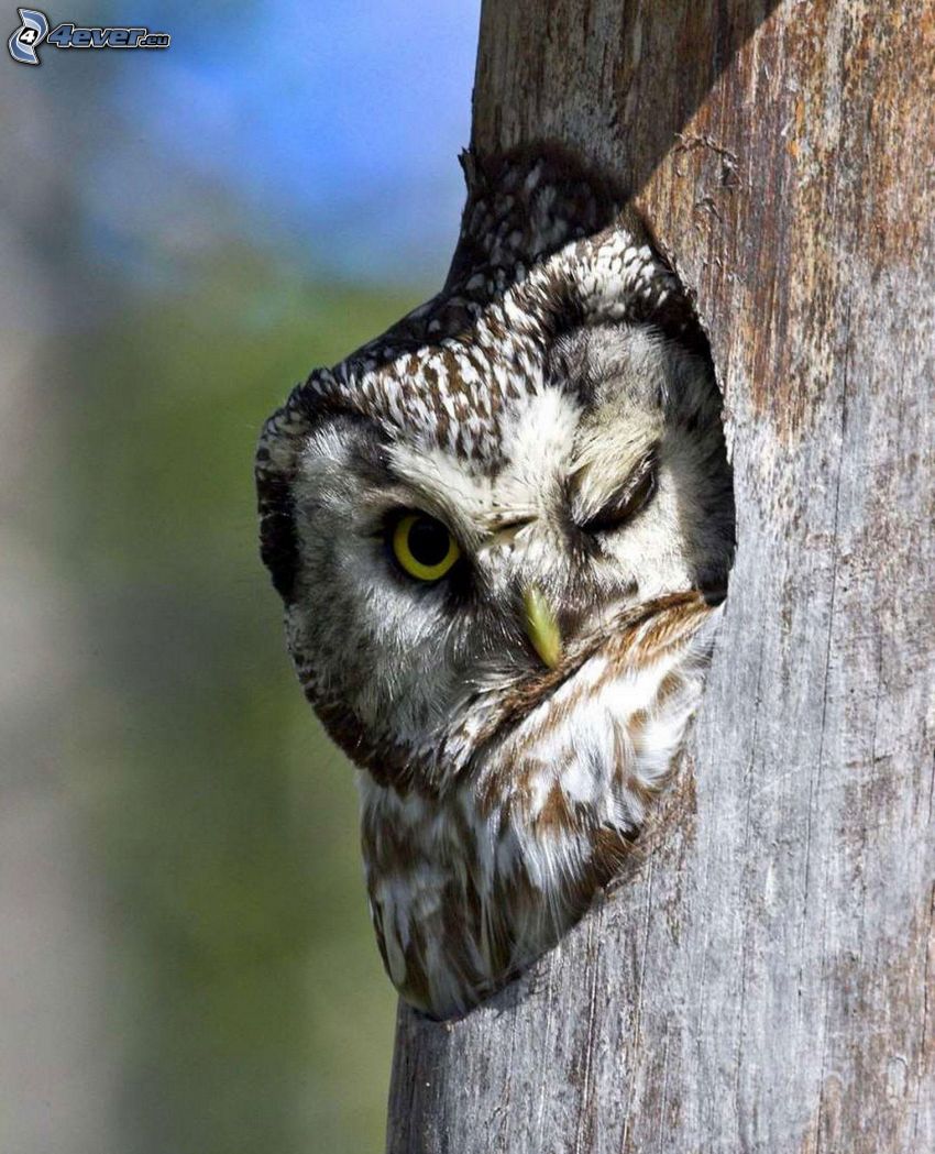 owl, branch, hole