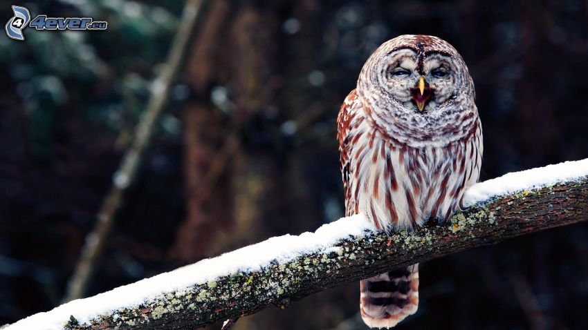 owl, branch, snow