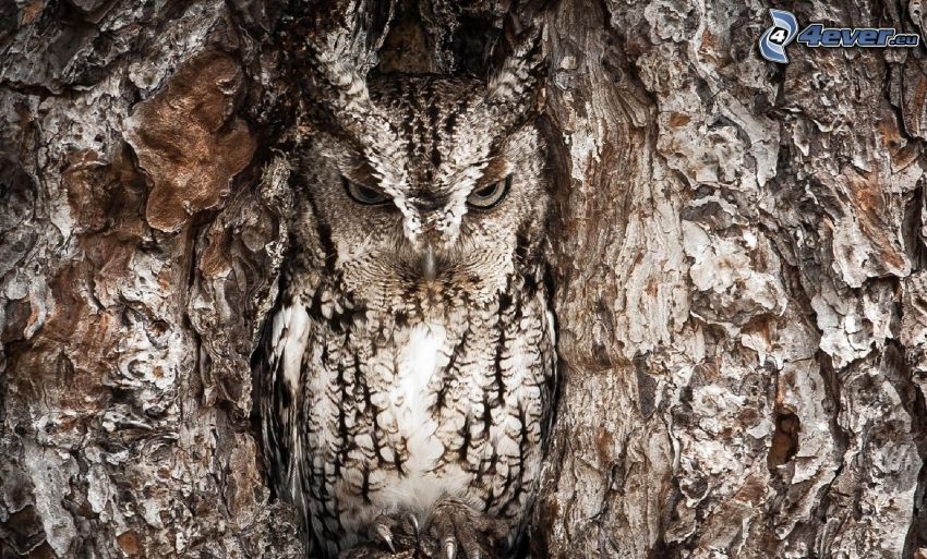 owl, branch