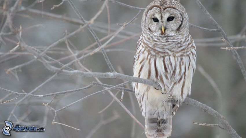 owl, branches
