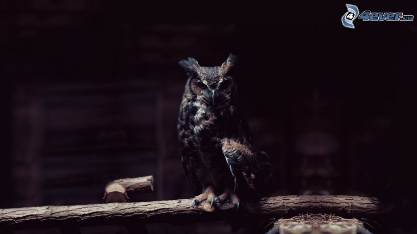 owl, darkness