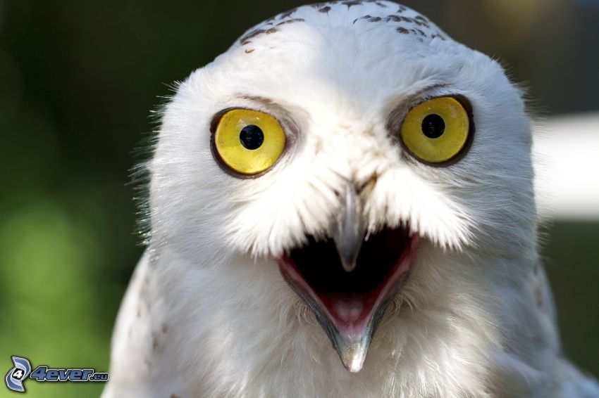 owl, eyes, beak