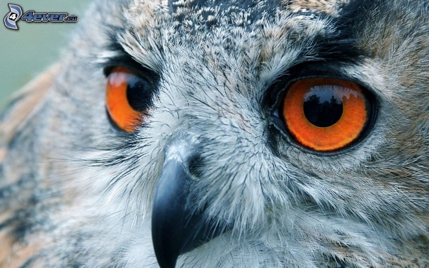 owl, eyes, beak