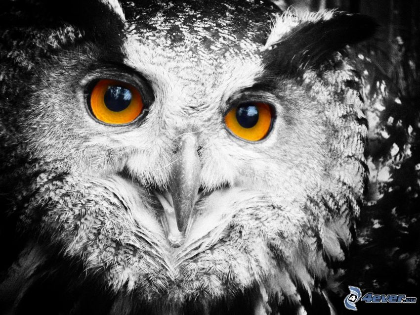 owl, eyes