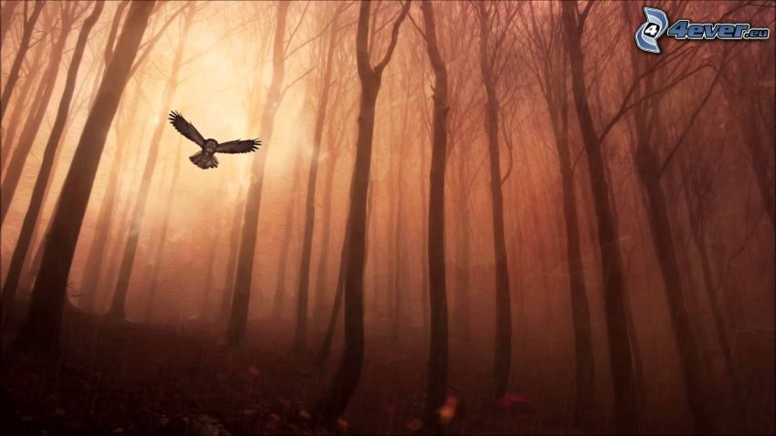 owl, flight, forest