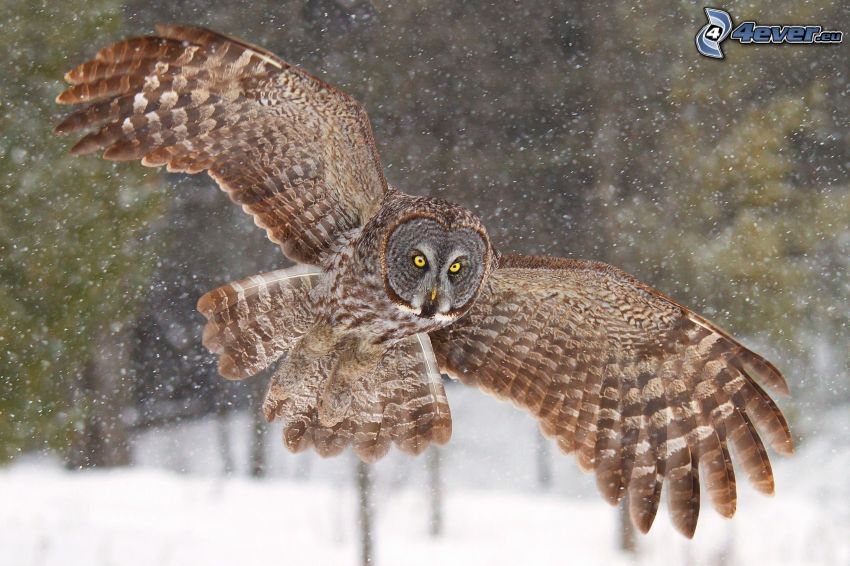 owl, flight, snow