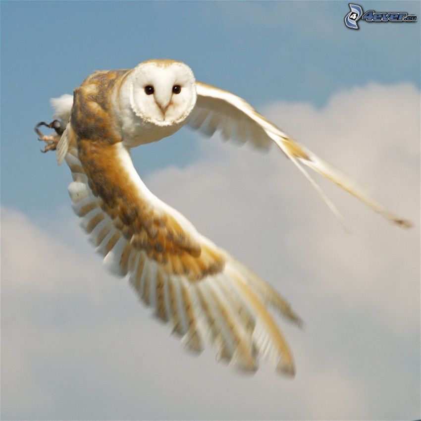 owl, flight, wings