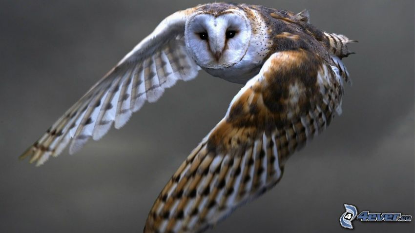 owl, flight