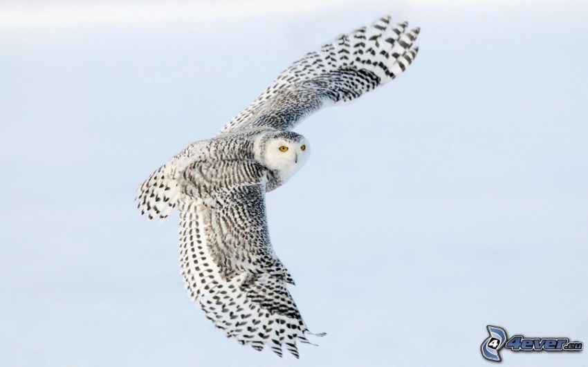 owl, flight