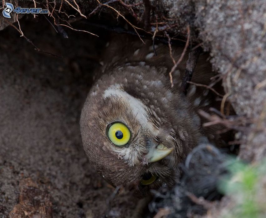owl, hole