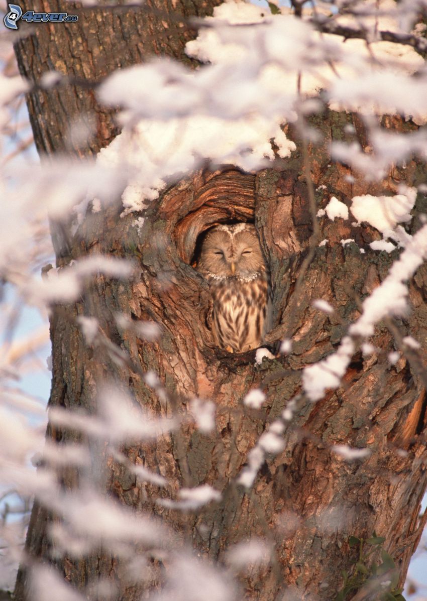 owl, sleep, branch, snow