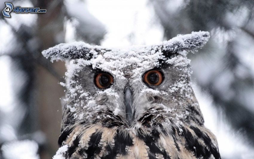 owl, snow