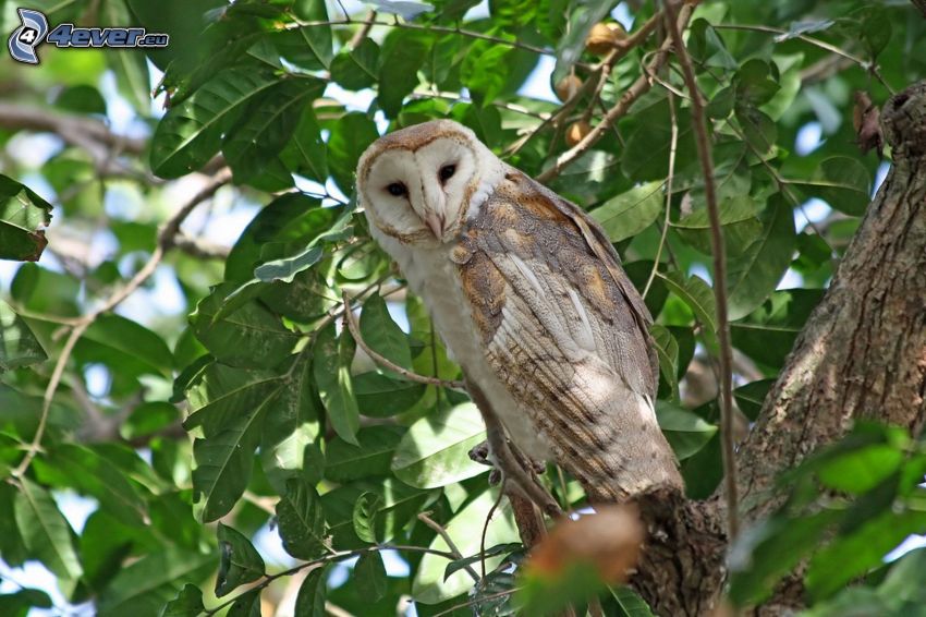 owl, tree