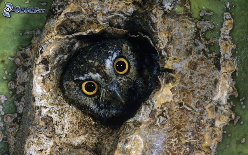 owl, tree bark