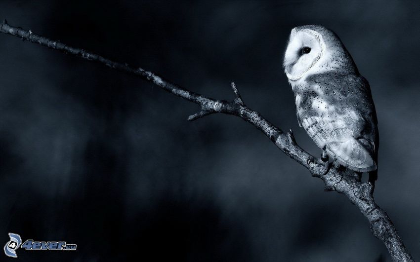 owl, twig, black and white photo