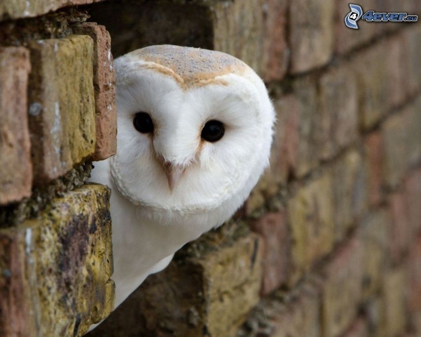 owl, wall