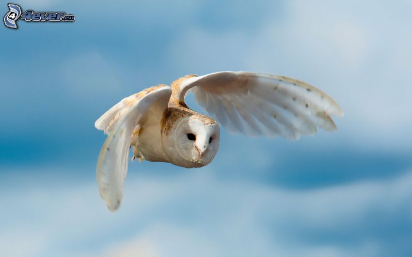 owl, wings, flight
