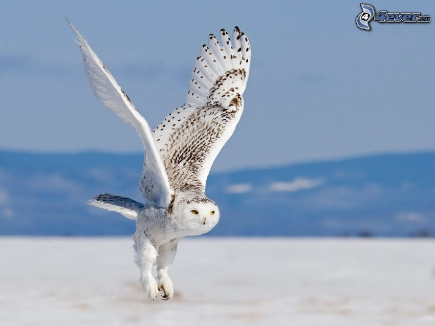 owl, wings