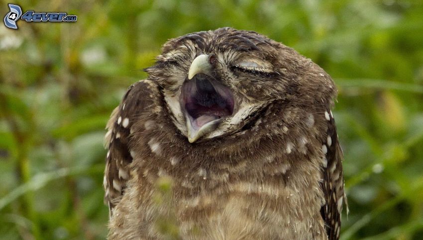 owl, yawn