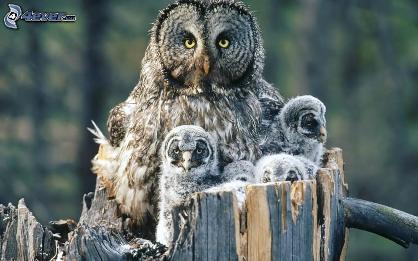 owls, cubs, branch