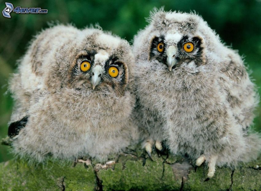 owls, cubs