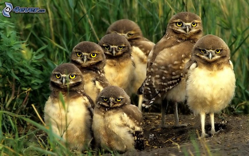 owls, cubs