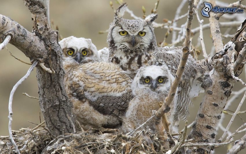 owls, nest