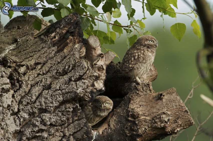 owls, stump