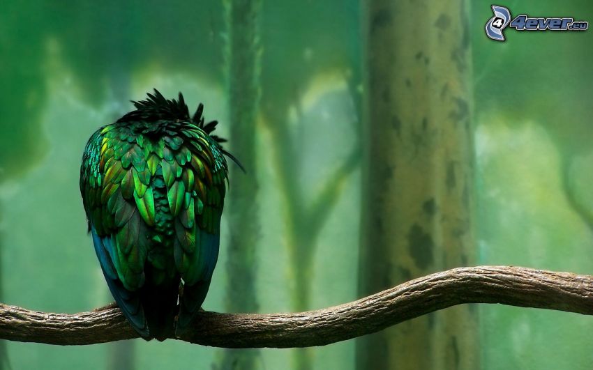 parrot, branch