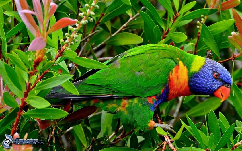 parrot, green leaves