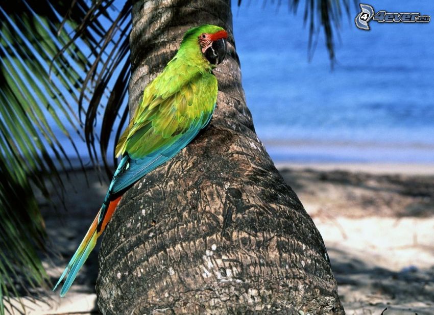 parrot, palm tree, branch