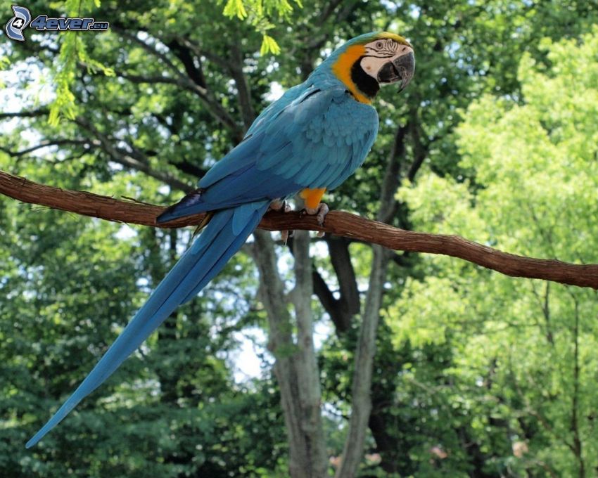 parrot Ara, branch
