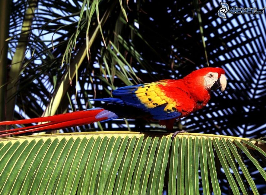 parrot Ara, palm leaf