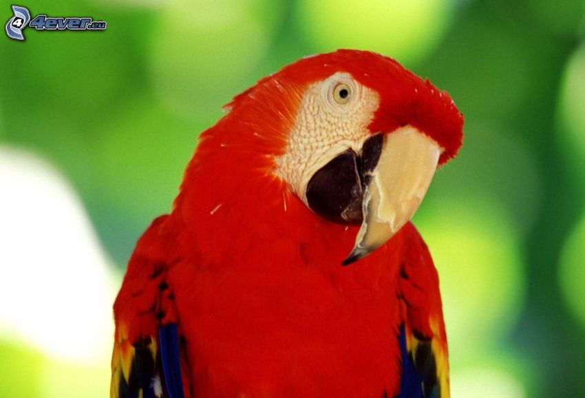 parrot Ara