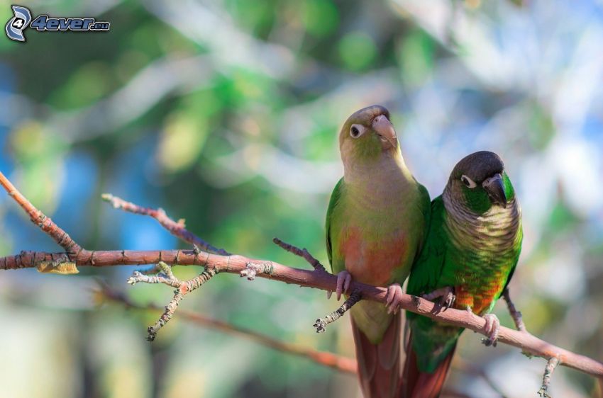 parrots, birds on a branch