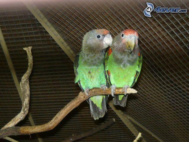 parrots, branch, cage