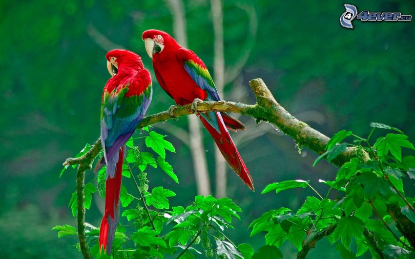 parrots, branch