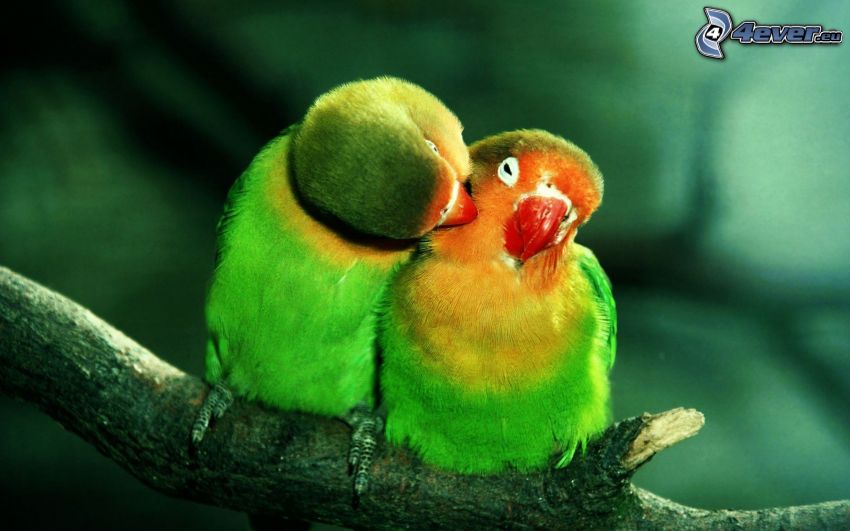 parrots, couple, branch